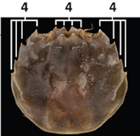 Fig.2